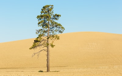 沙丘上的树的照片